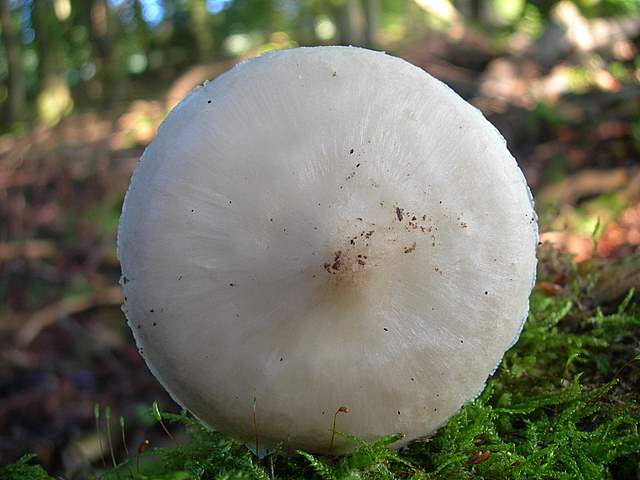 Funghi trasformisti , necrofili e sterili